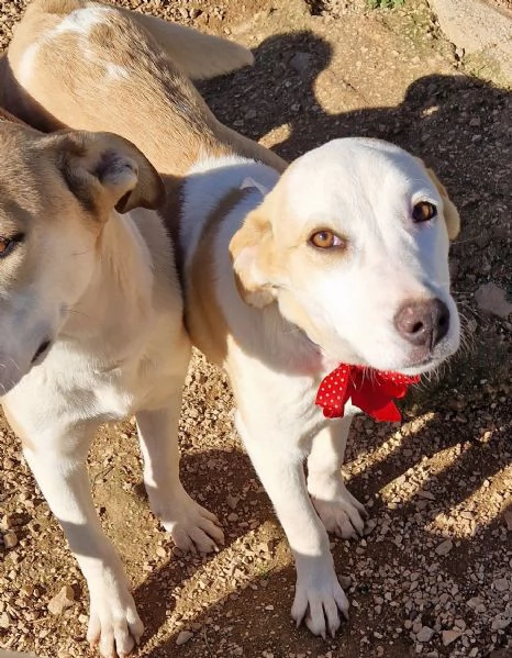 GRETA DEVE USCIRE DAL CANILE | Foto 2