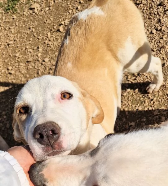 GRETA DEVE USCIRE DAL CANILE