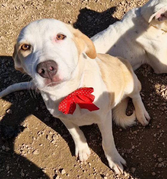 GRETA DEVE USCIRE DAL CANILE | Foto 1