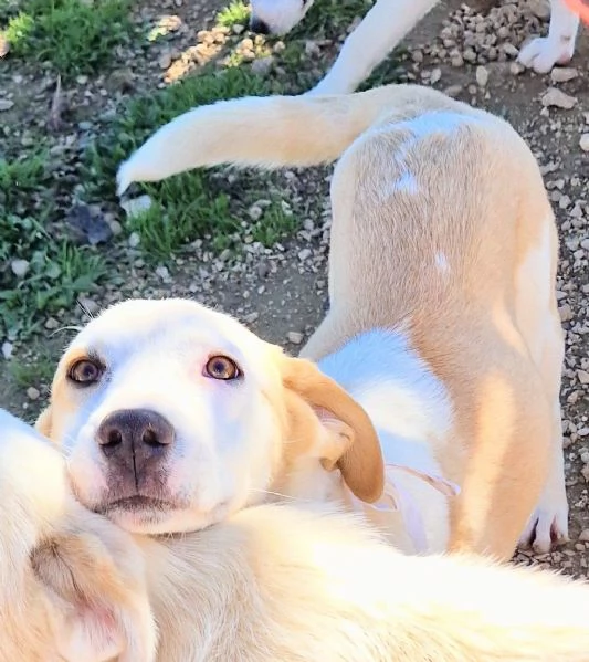 GRETA DEVE USCIRE DAL CANILE | Foto 0