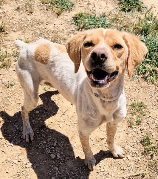 BRENDADOLCEZZA ALLO STATO PURO | Foto 5