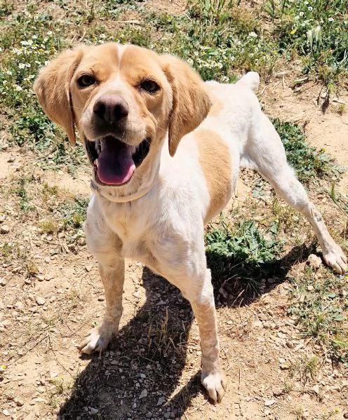 BRENDADOLCEZZA ALLO STATO PURO | Foto 3