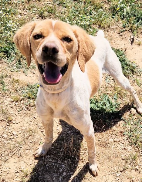 BRENDADOLCEZZA ALLO STATO PURO