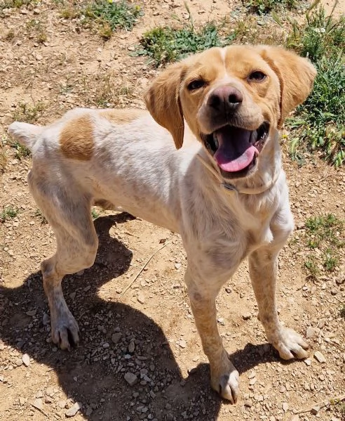 BRENDADOLCEZZA ALLO STATO PURO | Foto 1