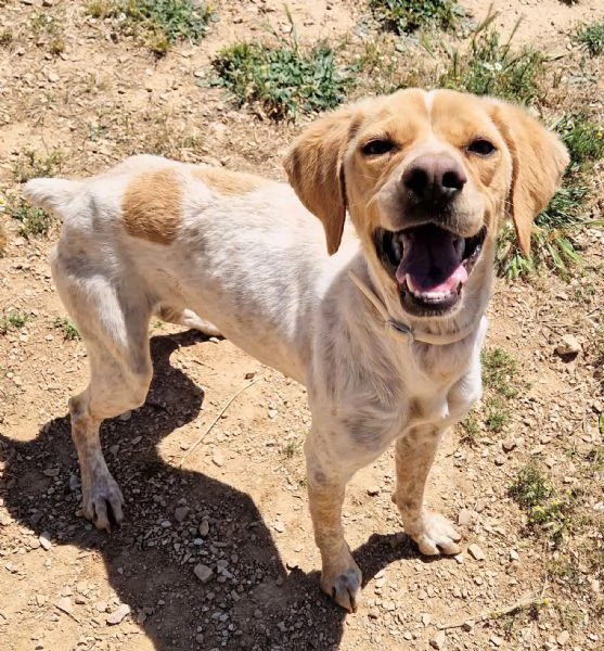 BRENDADOLCEZZA ALLO STATO PURO | Foto 0