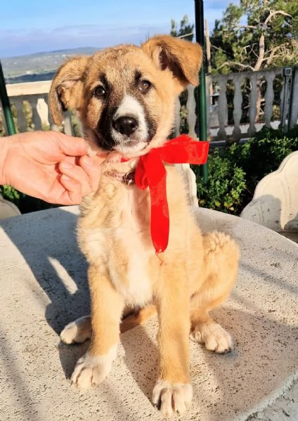 ELLYNON DEVE FINIRE IN CANILE | Foto 6