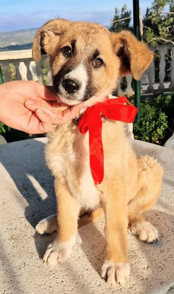 ELLYNON DEVE FINIRE IN CANILE