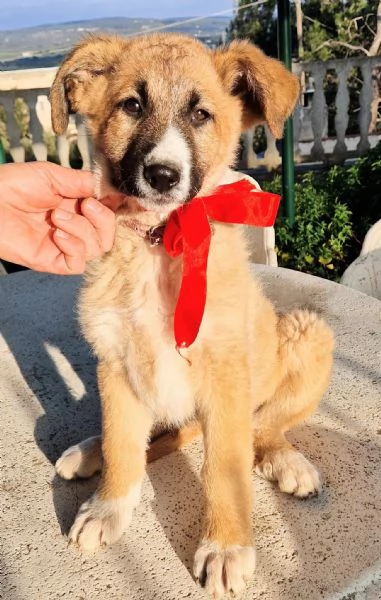 ELLYNON DEVE FINIRE IN CANILE | Foto 5