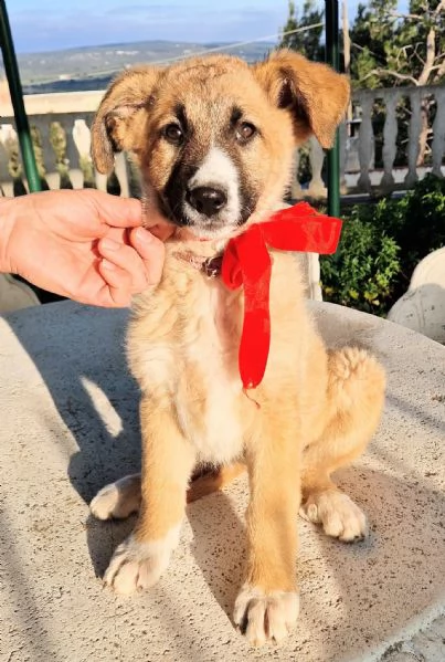 ELLYNON DEVE FINIRE IN CANILE | Foto 4