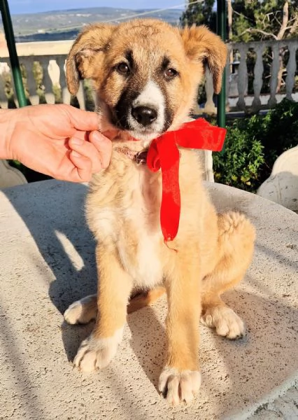 ELLYNON DEVE FINIRE IN CANILE | Foto 2