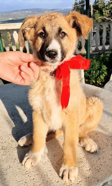 ELLYNON DEVE FINIRE IN CANILE | Foto 1