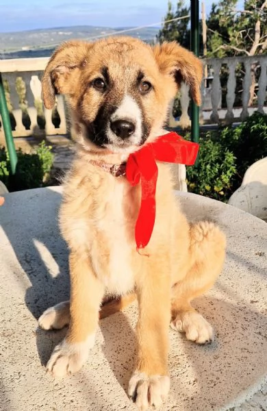 ELLYNON DEVE FINIRE IN CANILE | Foto 0