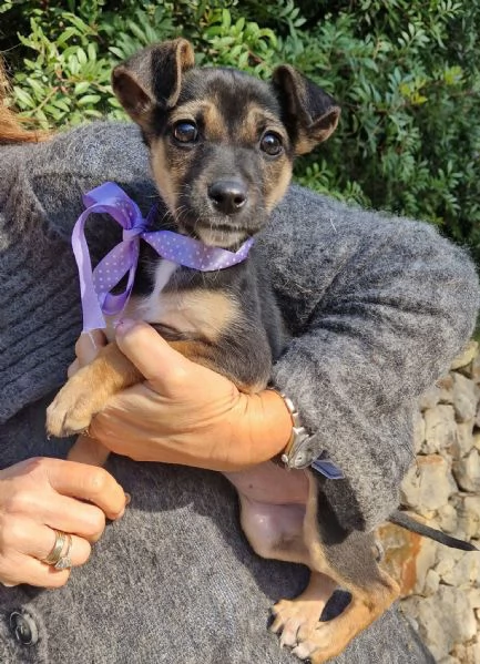 EVITIAMO IL CANILE A NANA | Foto 6