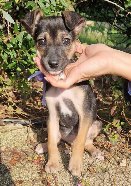 EVITIAMO IL CANILE A NANA | Foto 5