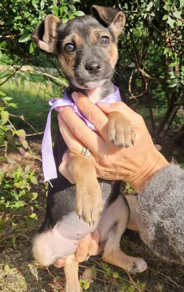 EVITIAMO IL CANILE A NANA