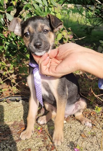 EVITIAMO IL CANILE A NANA | Foto 3