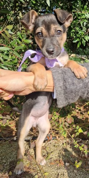 EVITIAMO IL CANILE A NANA | Foto 2