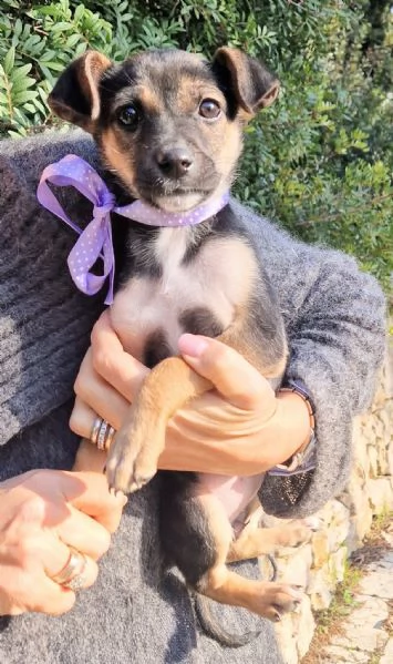 EVITIAMO IL CANILE A NANA | Foto 1