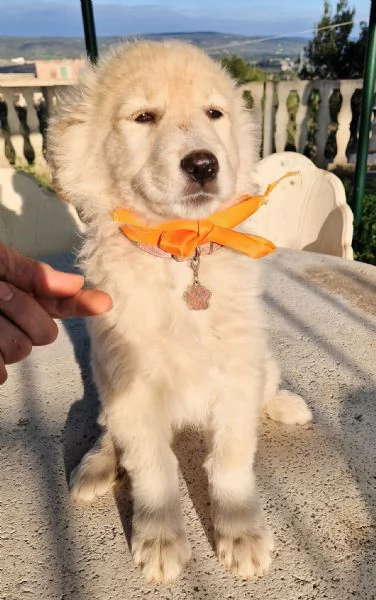 NINA NON DEVE ENTRARE IN CANILE | Foto 6