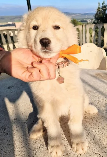 NINA NON DEVE ENTRARE IN CANILE