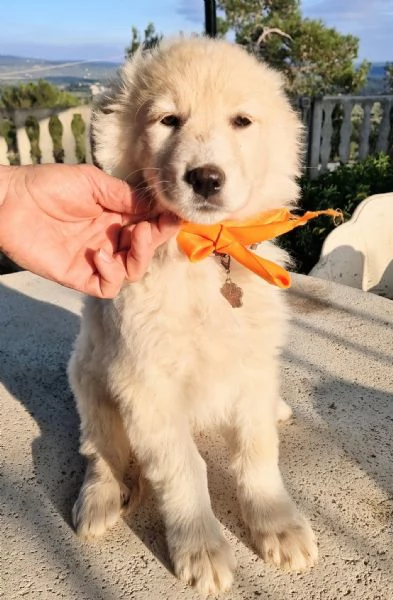 NINA NON DEVE ENTRARE IN CANILE | Foto 5