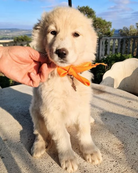 NINA NON DEVE ENTRARE IN CANILE | Foto 4