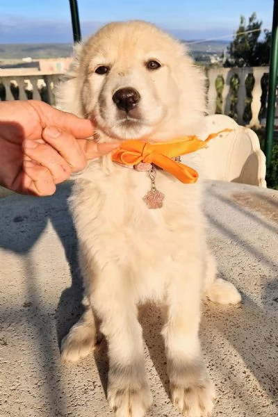 NINA NON DEVE ENTRARE IN CANILE | Foto 3