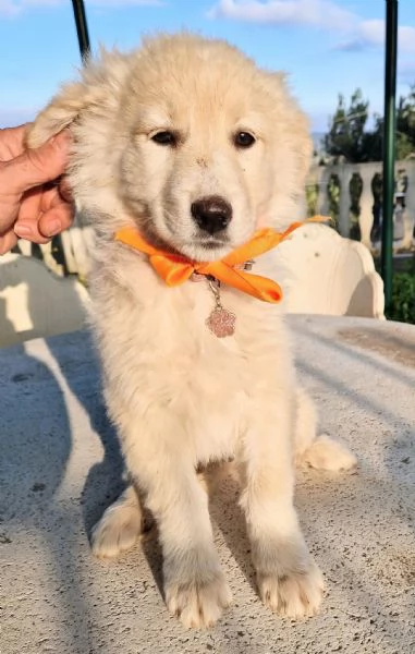 NINA NON DEVE ENTRARE IN CANILE | Foto 2