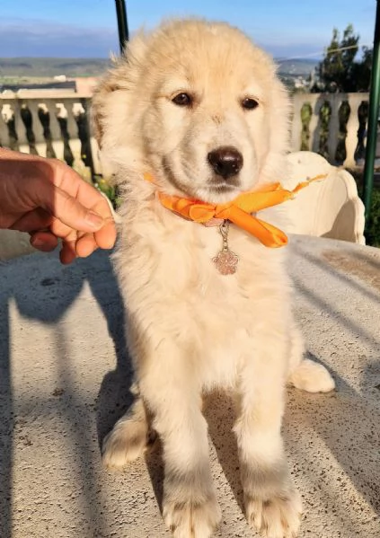 NINA NON DEVE ENTRARE IN CANILE | Foto 1