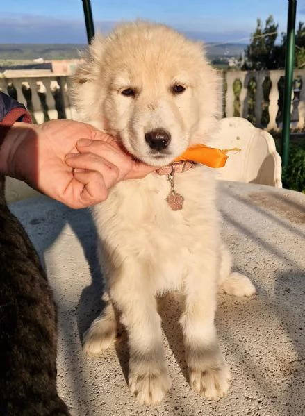 NINA NON DEVE ENTRARE IN CANILE | Foto 0