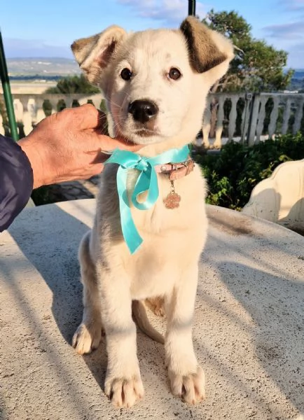 UNA FAMIGLIA PER DAISY | Foto 6