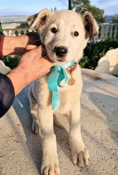 UNA FAMIGLIA PER DAISY | Foto 5