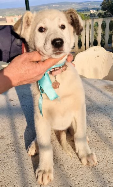 UNA FAMIGLIA PER DAISY | Foto 4