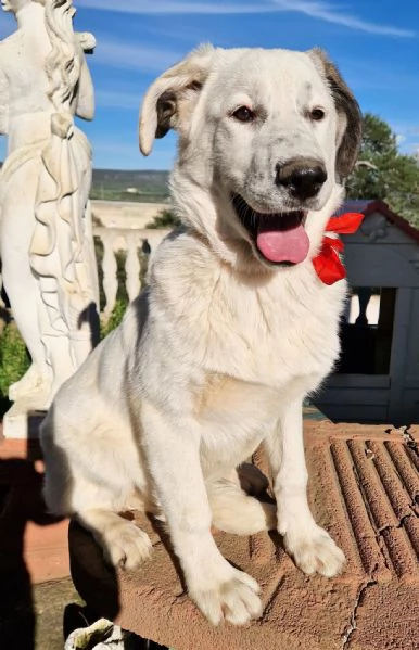 UNA FAMIGLIA PER DAISY | Foto 6