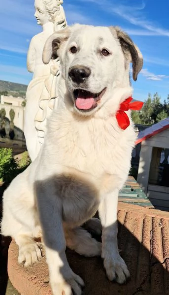 UNA FAMIGLIA PER DAISY | Foto 5