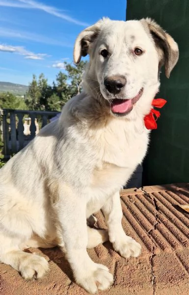 UNA FAMIGLIA PER DAISY | Foto 4