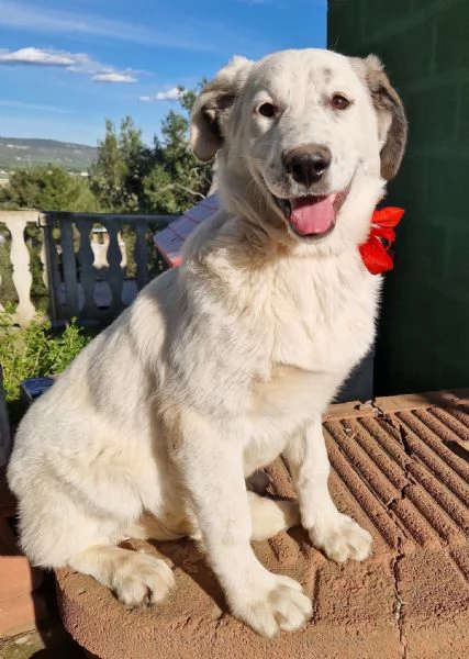 UNA FAMIGLIA PER DAISY | Foto 3