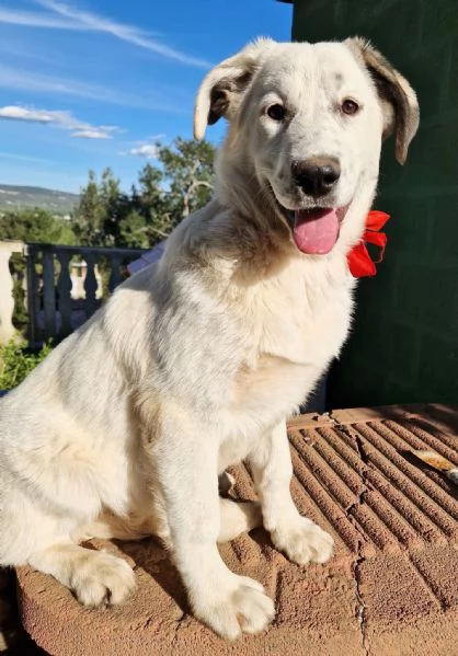 UNA FAMIGLIA PER DAISY | Foto 2