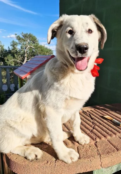 UNA FAMIGLIA PER DAISY | Foto 1