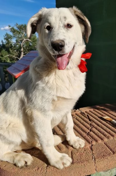 UNA FAMIGLIA PER DAISY | Foto 0