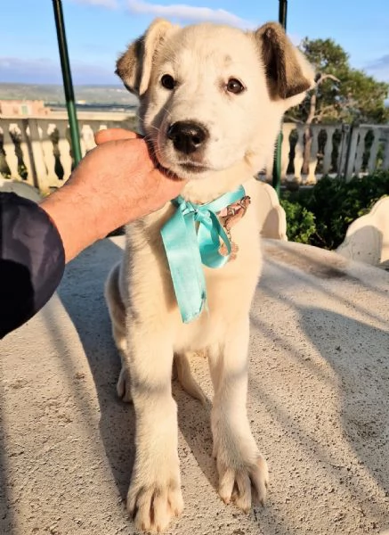 UNA FAMIGLIA PER DAISY | Foto 3