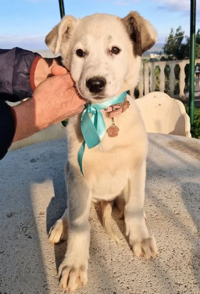 UNA FAMIGLIA PER DAISY | Foto 2