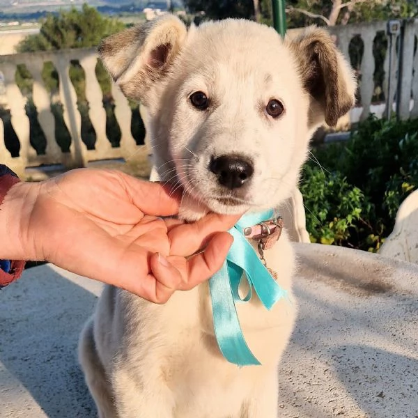 UNA FAMIGLIA PER DAISY