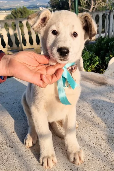 UNA FAMIGLIA PER DAISY | Foto 1