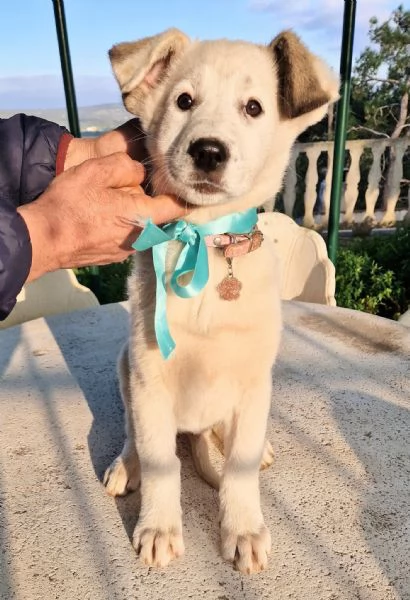 UNA FAMIGLIA PER DAISY | Foto 0