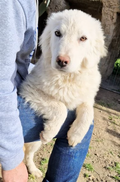 GLI OCCHI DI WHITE PARLANO | Foto 6