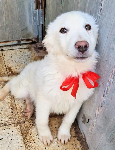 GLI OCCHI DI WHITE PARLANO | Foto 5