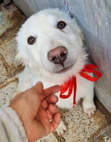 GLI OCCHI DI WHITE PARLANO | Foto 4