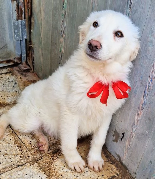 GLI OCCHI DI WHITE PARLANO | Foto 3