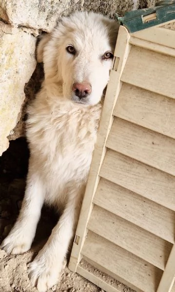 GLI OCCHI DI WHITE PARLANO | Foto 5